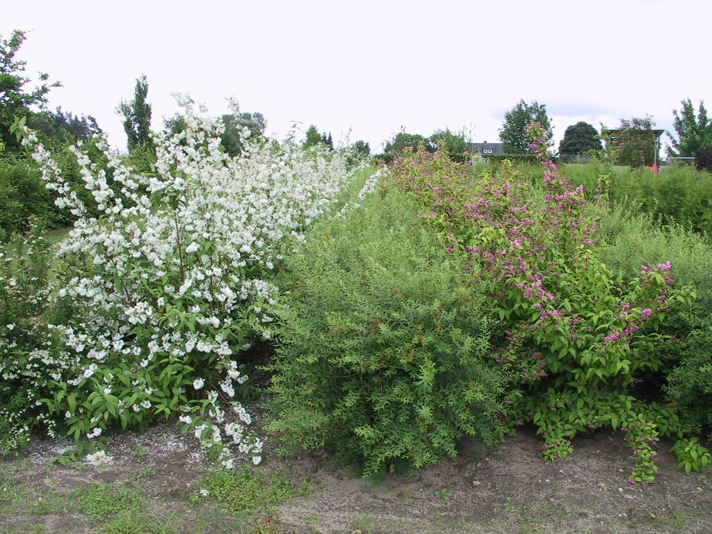 Deutzia magnifica + Tourbillon Rouge.jpg